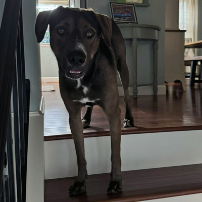 Pipper the Dog