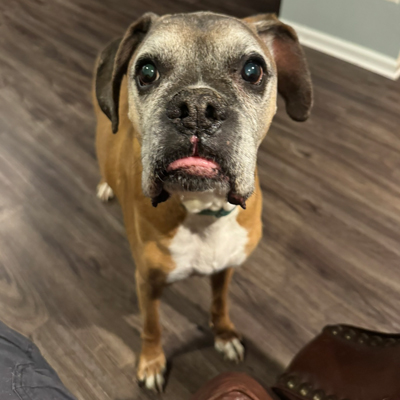Prince the Dog