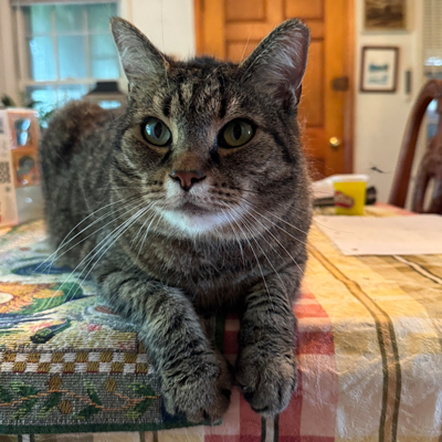Rayne the Cat