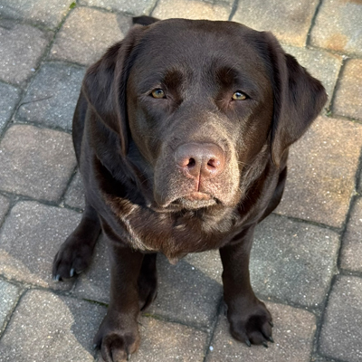 Reese the Dog