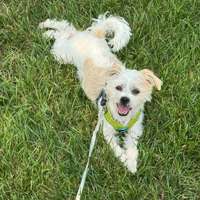 Remi the Dog