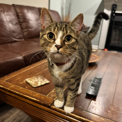 Remy the Cat