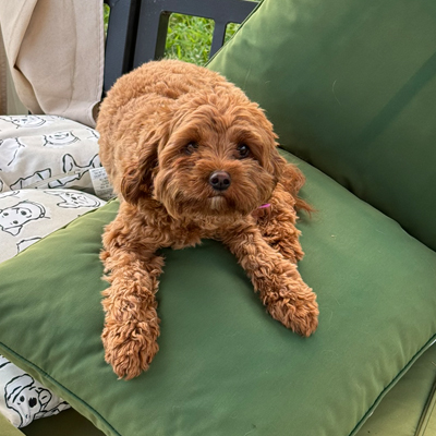 Ruby the Dog