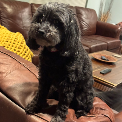 Sadie the Dog