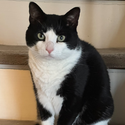 Sadie the Cat
