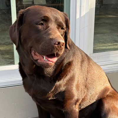 Sadie the Dog