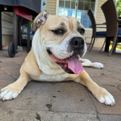 Sally the Dog