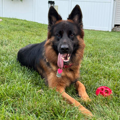 Sarge the Dog