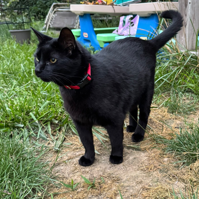 Smokey the Cat