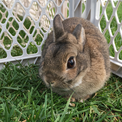 Sophie the Rabbit