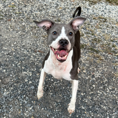 Stevie the Dog