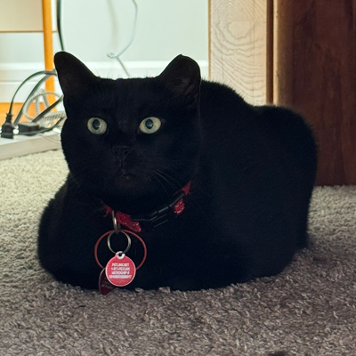 Sweet Pea the Cat