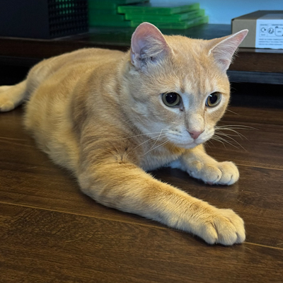 Tucker the Cat