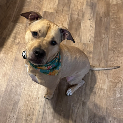 Tucker the Dog