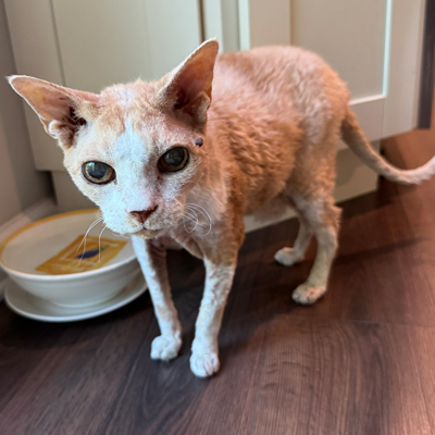 Wailuku the Cat