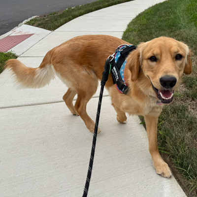Whiskey the Dog