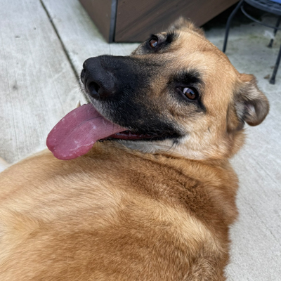 Wybie the Dog